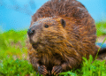 Nature's Innovators: The Beaver